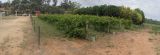 Irrigated Fruit Block at The Village - Historic Loxton