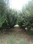 Fruit trees growing in the Irrigated Fruit Block at The Village - Historic Loxton