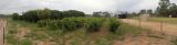 Irrigated Fruit Block at The Village - Historic Loxton