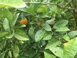 Oranges growing in the Irrigated Fruit Block at The Village - Historic Loxton