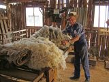 shearing2.jpg